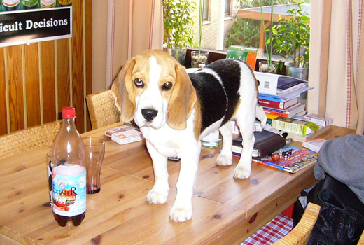Beagle auf dem Küchentisch